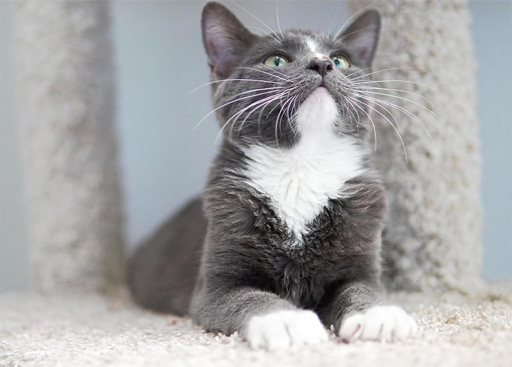 Carolina — thumbnail 2