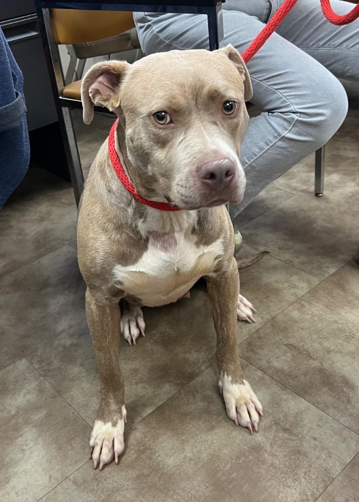Enlarge Bethany, a Adoptable Pit Bull Terrier in Springfield, OH image 1/1