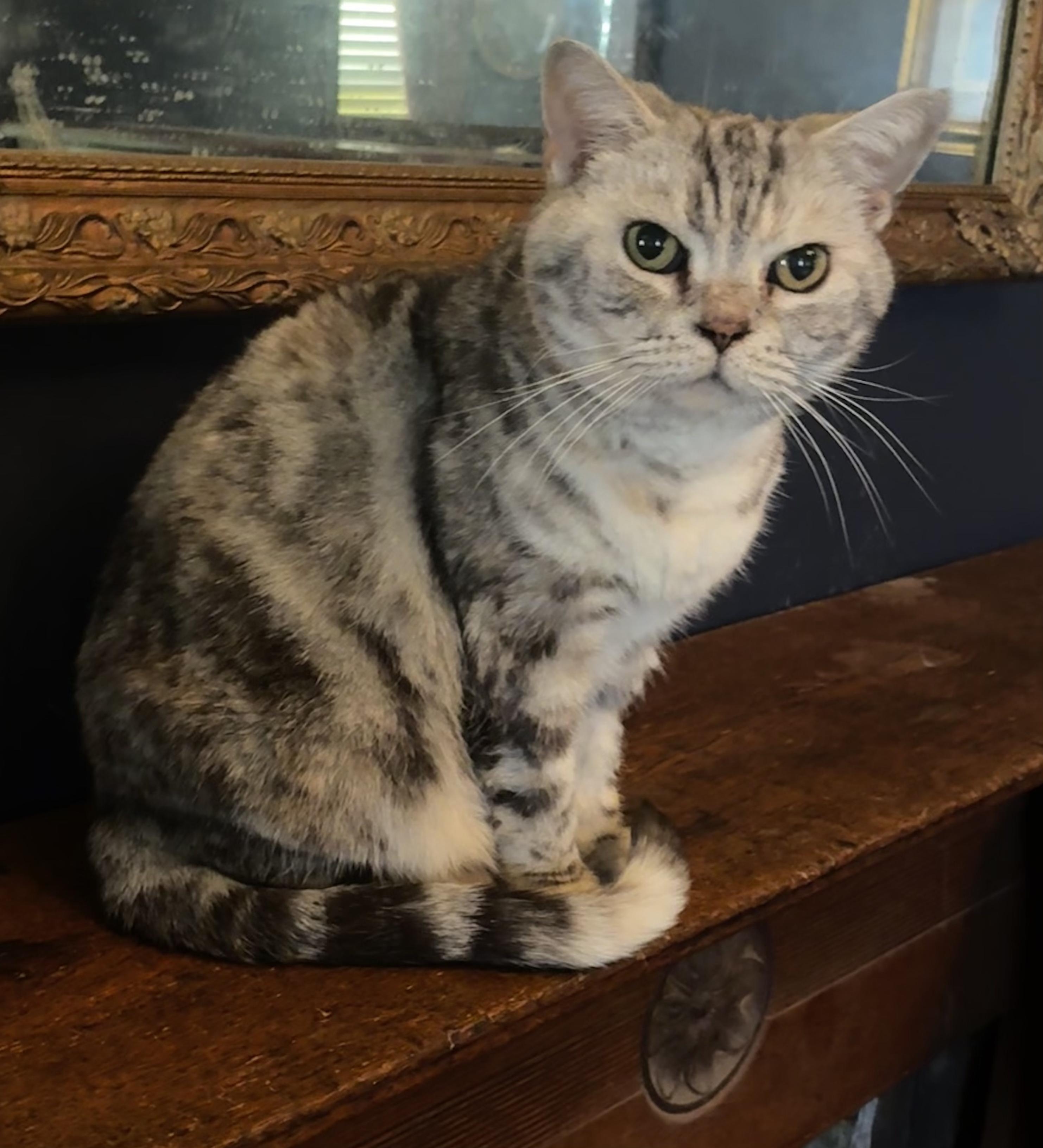 PENNY, ADOPTABLE, Senior Female British Shorthair.