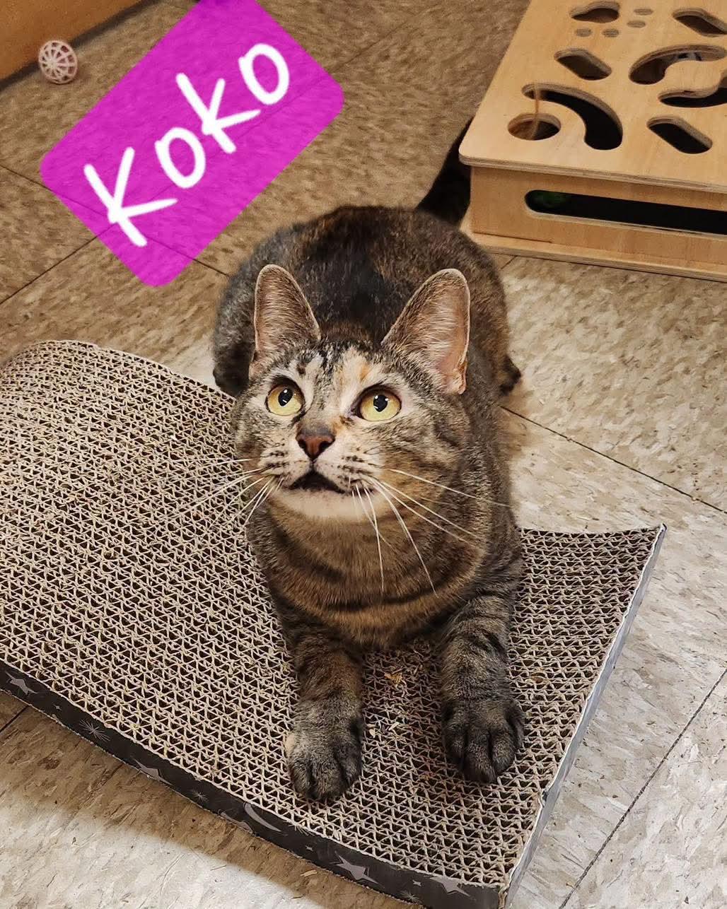 Koko, a Adoptable Domestic Short Hair in Sicklerville , NJ image 1/3
