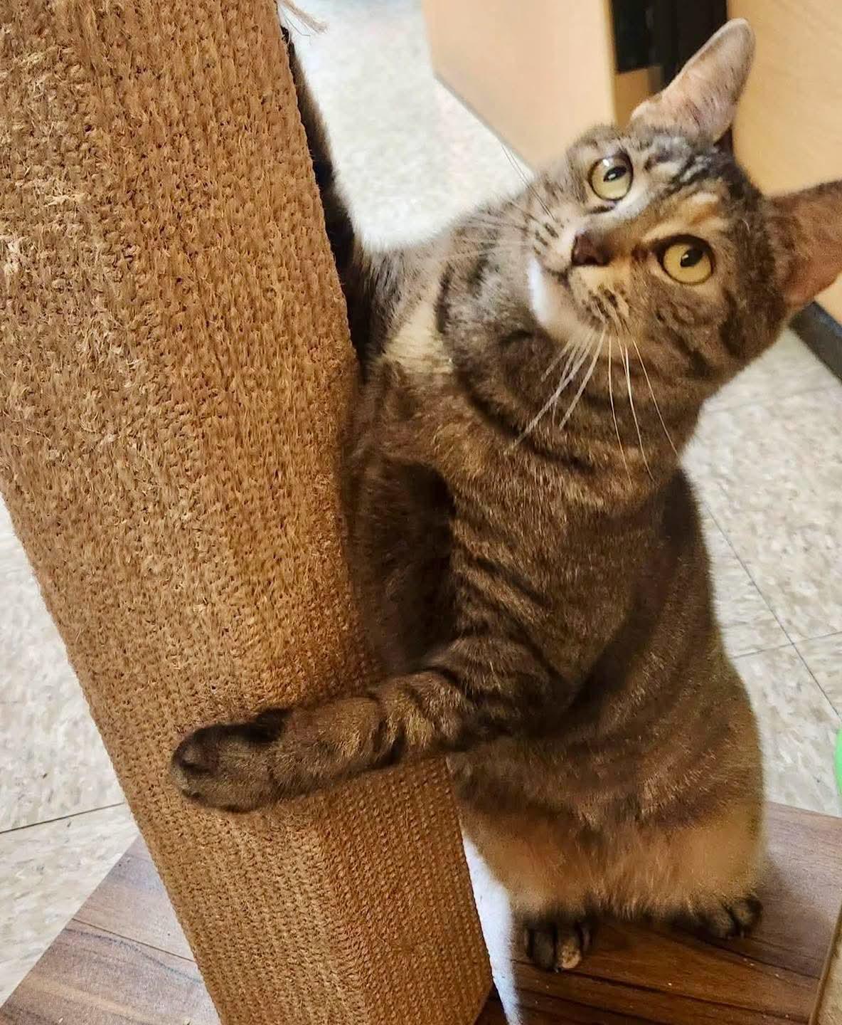 Koko, a Adoptable Domestic Short Hair in Sicklerville , NJ image 2/3
