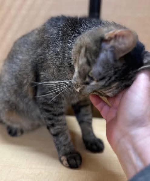 Koko, a Adoptable Domestic Short Hair in Sicklerville , NJ image 3/3