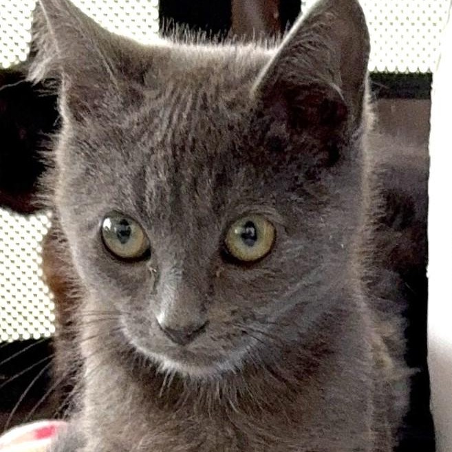 Enlarge Baby Grey, a Adoptable Domestic Short Hair in Santa Rosa, CA image 2/3