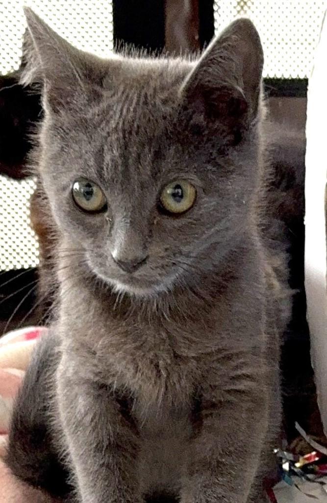 Enlarge Baby Grey, a Adoptable Domestic Short Hair in Santa Rosa, CA image 1/3