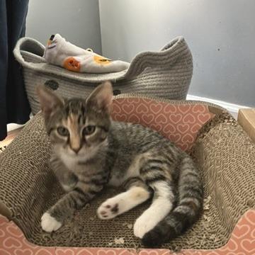 Galaxy — thumbnail 2