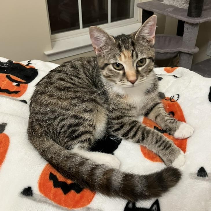 Galaxy — thumbnail 4