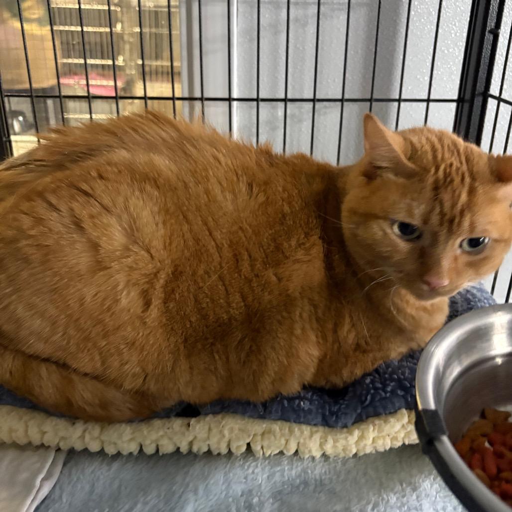 Enlarge Ginger, a ADOPTABLE Domestic Short Hair in Crookston, MN image 3/3