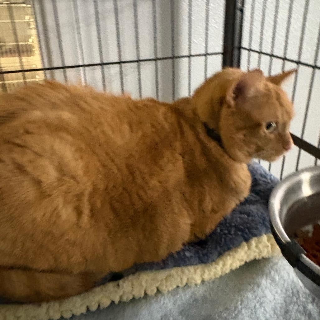 Enlarge Ginger, a ADOPTABLE Domestic Short Hair in Crookston, MN image 2/3