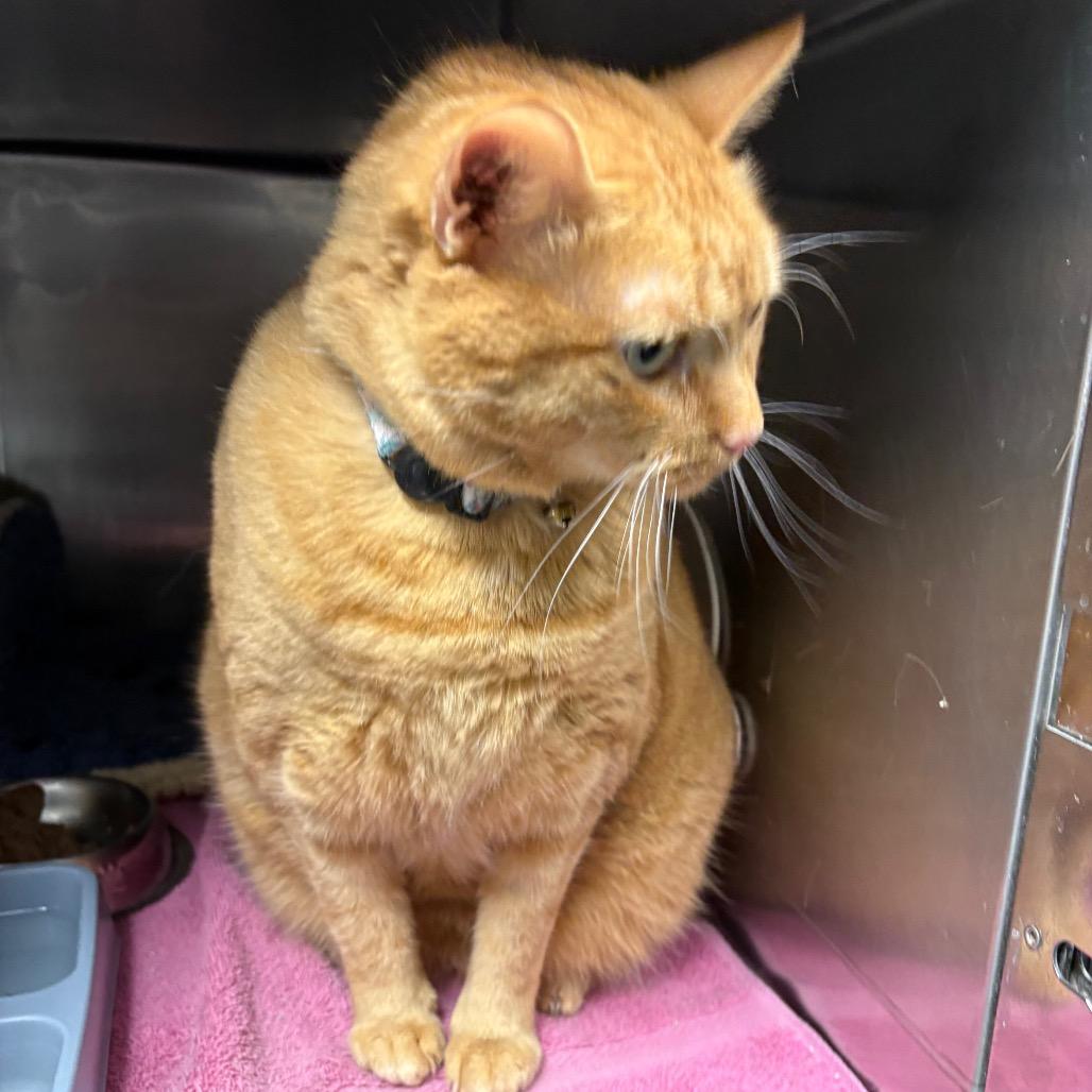 Ginger, ADOPTABLE, Adult Female Domestic Short Hair.