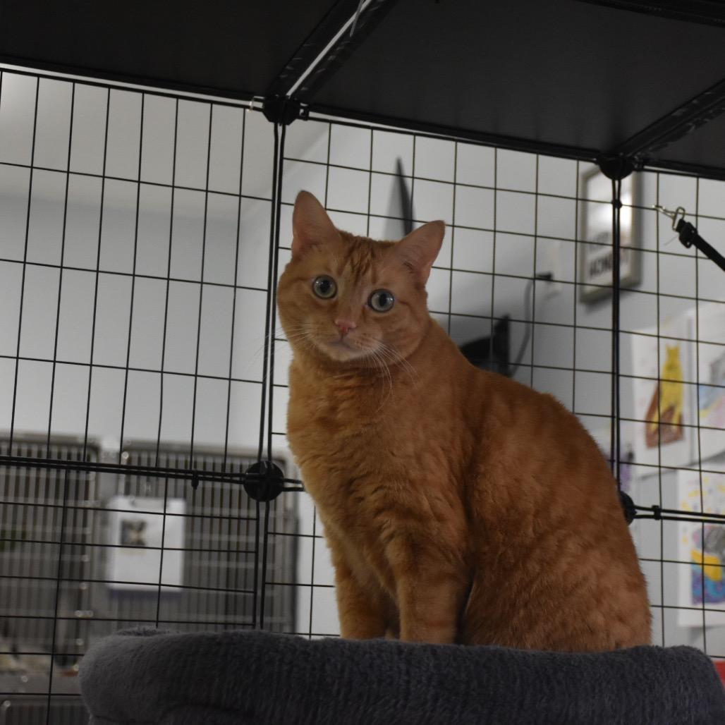 Enlarge Ginger, a ADOPTABLE Domestic Short Hair in Crookston, MN image 6/6