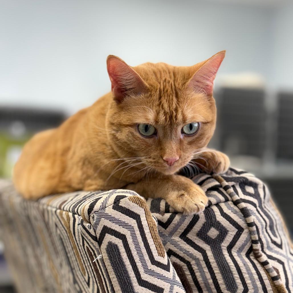 Ginger, ADOPTABLE, Adult Female Domestic Short Hair.