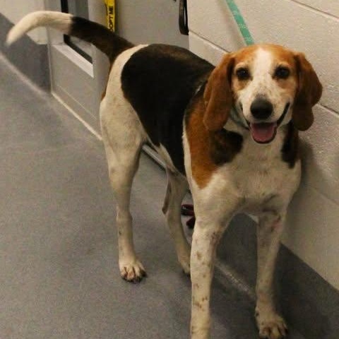 Enlarge 26-00418 KEGAN, a ADOPTABLE Hound in Fredericksburg, VA image 2/2
