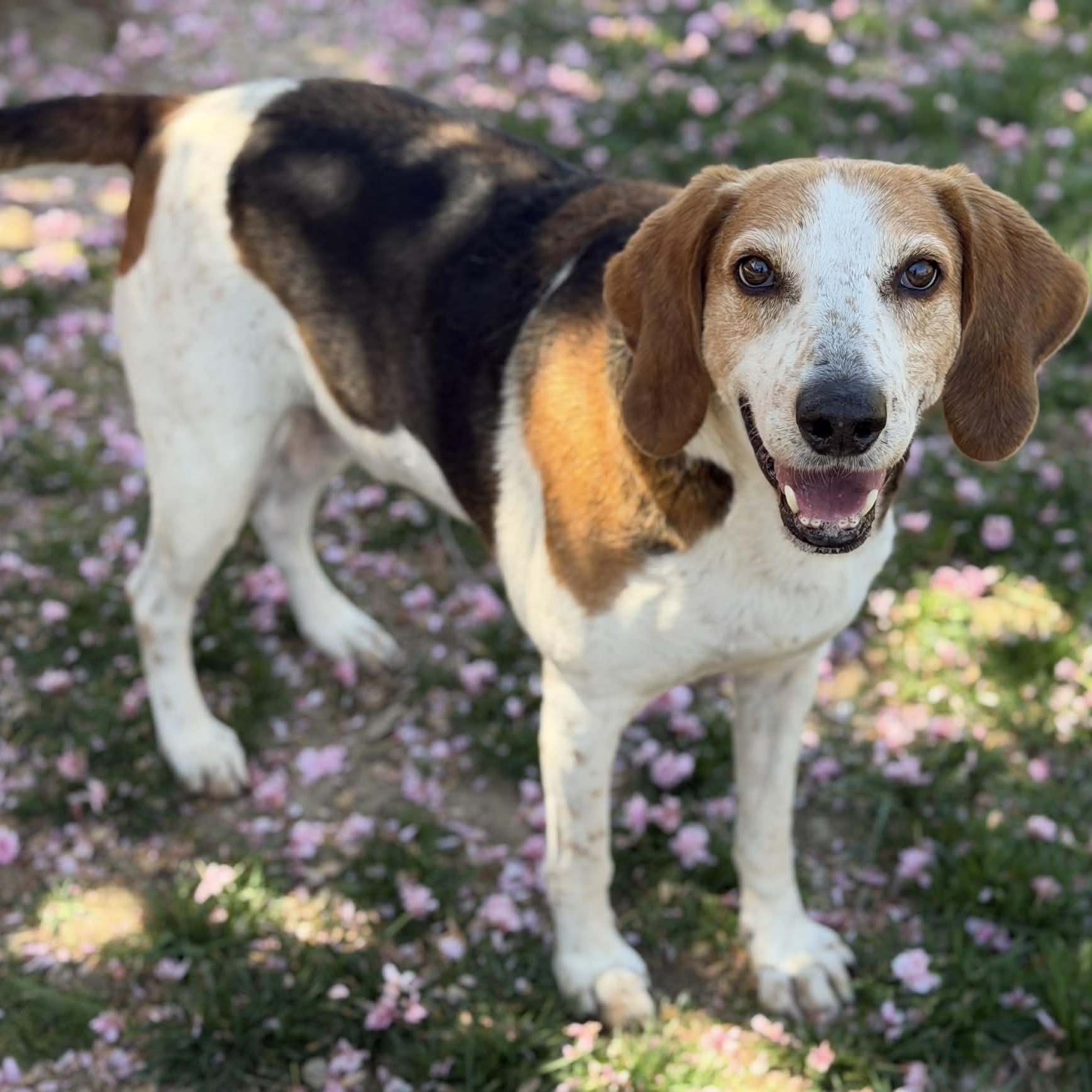Enlarge 26-00418 KEGAN, a ADOPTABLE Hound in Fredericksburg, VA image 1/2