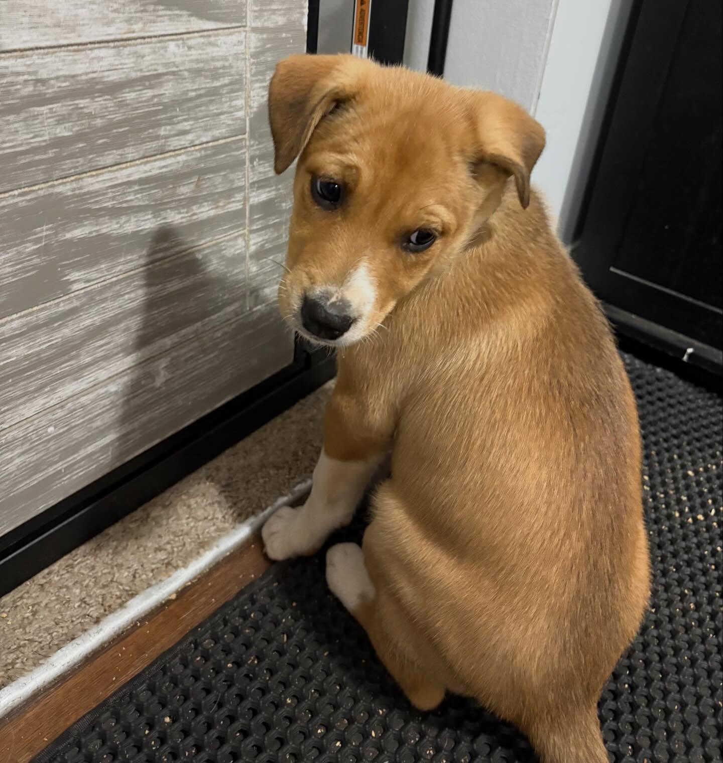 Enlarge Inca, a ADOPTABLE mixed breed in Raleigh, NC image 5/5