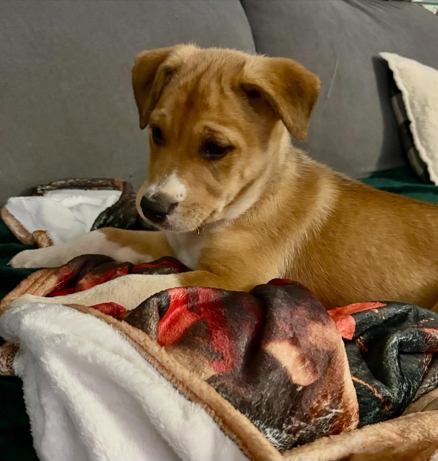 Enlarge Inca, a ADOPTABLE mixed breed in Raleigh, NC image 3/5