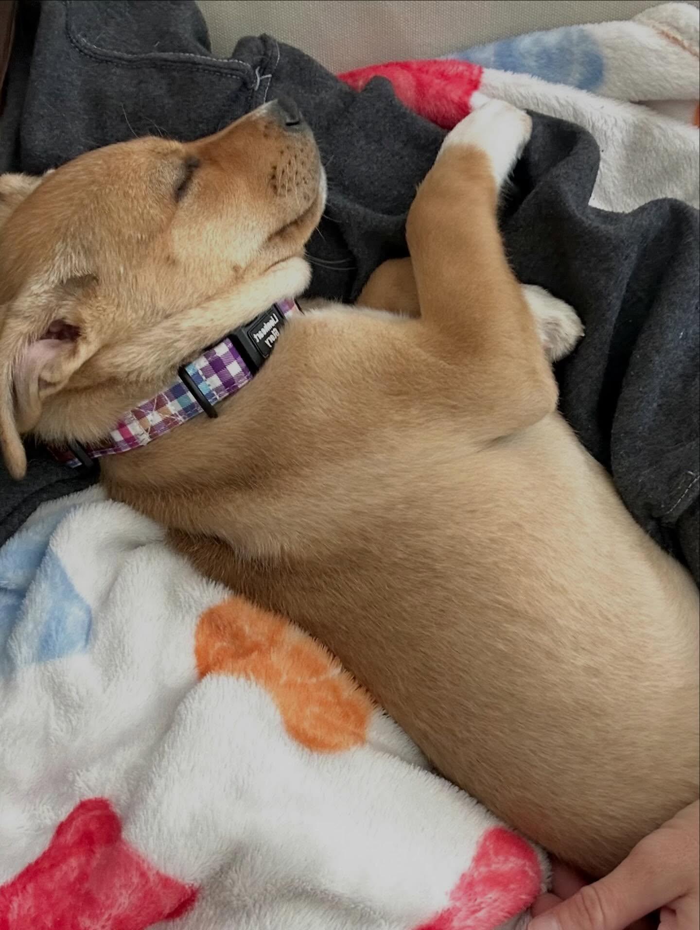 Enlarge Inca, a ADOPTABLE mixed breed in Raleigh, NC image 4/5