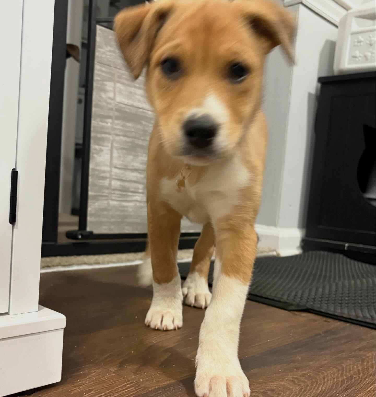 Enlarge Inca, a ADOPTABLE mixed breed in Raleigh, NC image 2/5