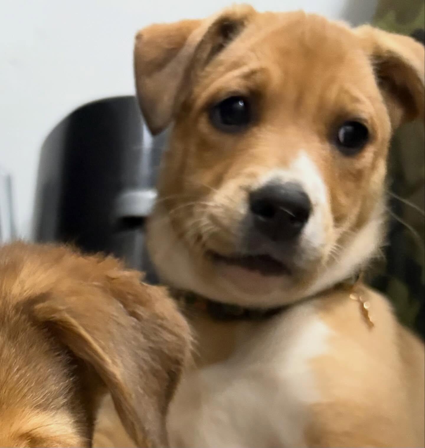 Enlarge Inca, a ADOPTABLE mixed breed in Raleigh, NC image 1/5