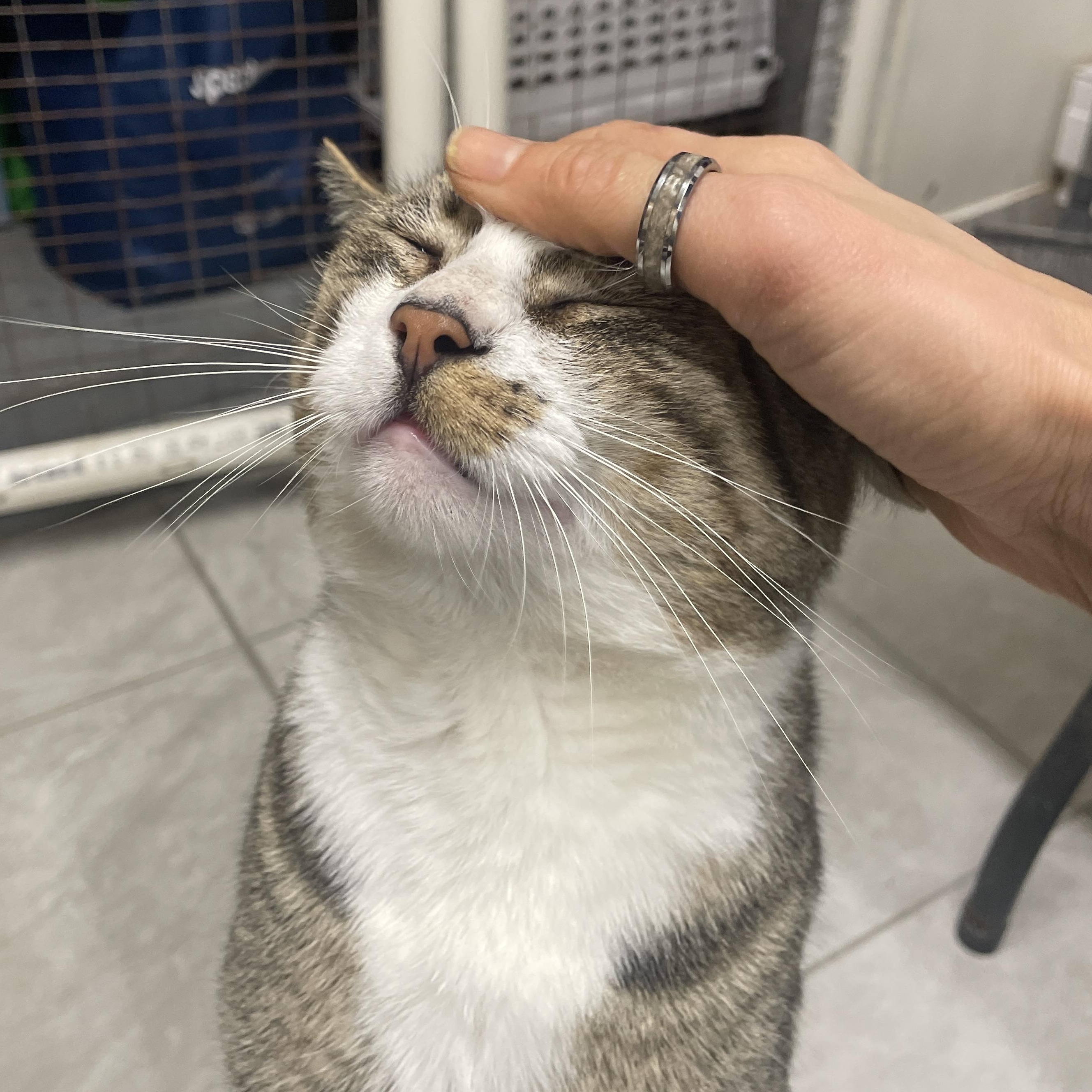 Enlarge Tofu, a Adoptable Domestic Short Hair in South Ozone Park, NY image 4/6