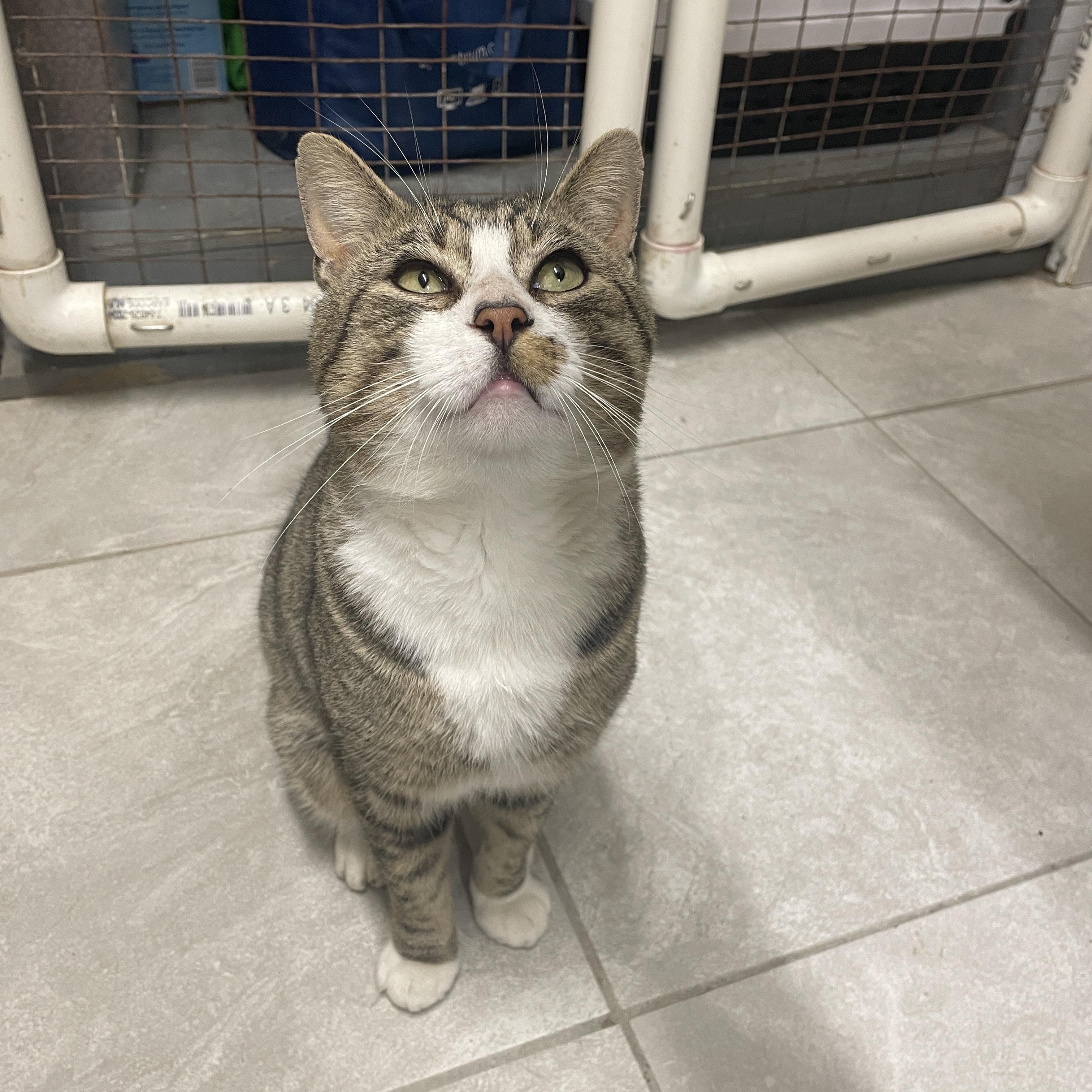 Enlarge Tofu, a Adoptable Domestic Short Hair in South Ozone Park, NY image 3/6