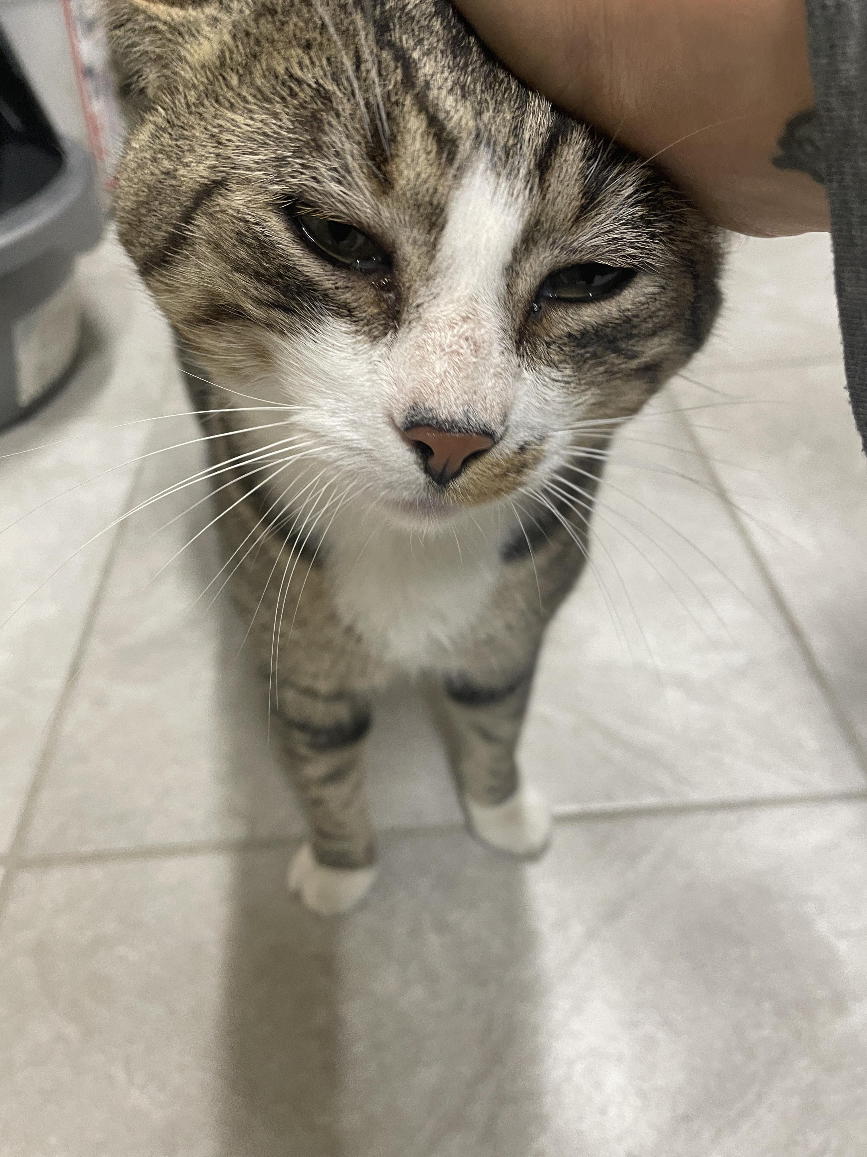 Enlarge Tofu, a Adoptable Domestic Short Hair in South Ozone Park, NY image 5/6