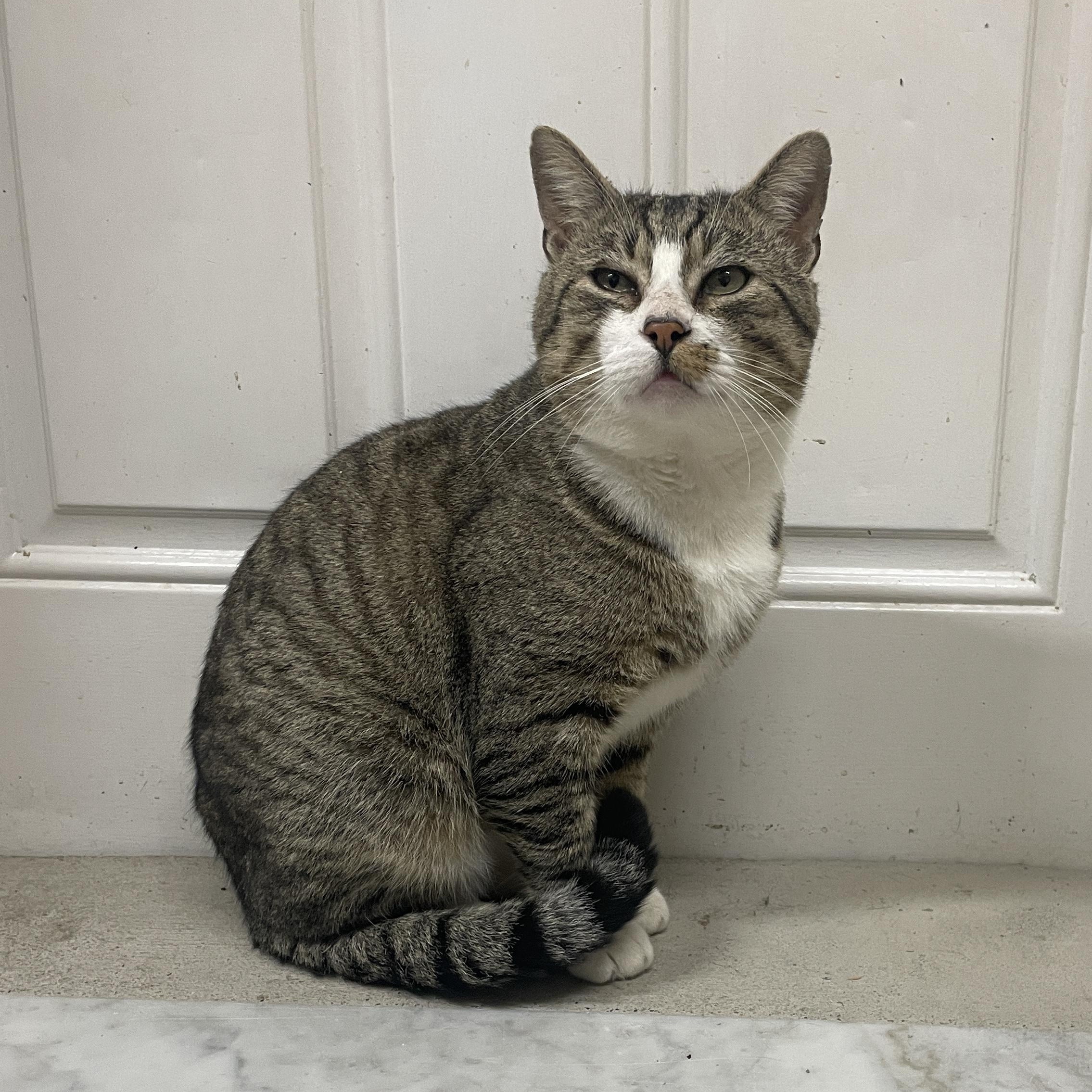 Tofu, Adoptable, Young Male Domestic Short Hair.