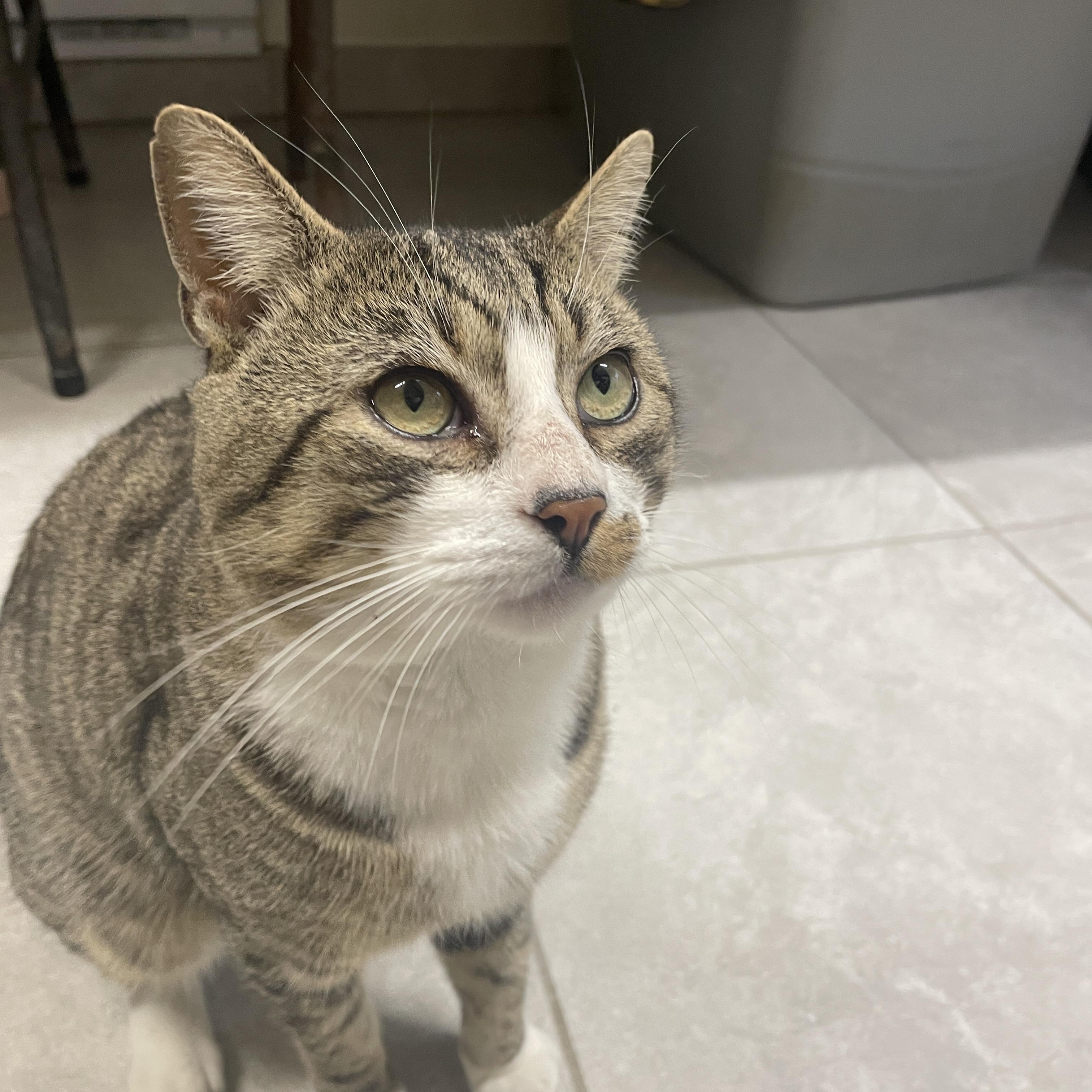 Enlarge Tofu, a Adoptable Domestic Short Hair in South Ozone Park, NY image 2/6