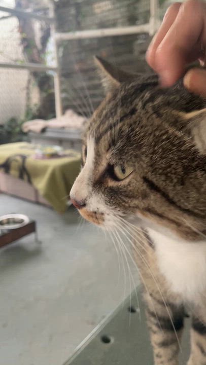 Enlarge Tofu, a Adoptable Domestic Short Hair in South Ozone Park, NY video 6/6