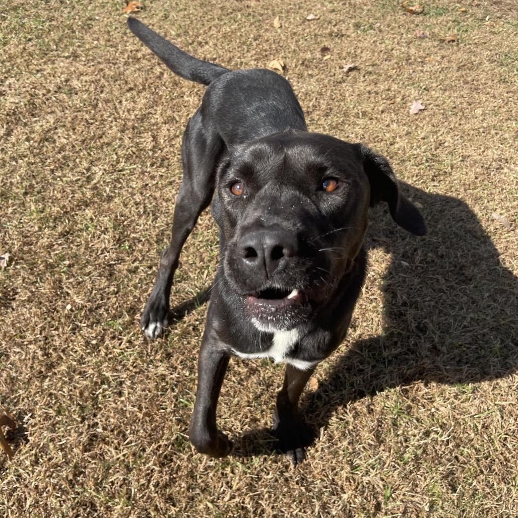 Topaz, Adoptable, Adult Male Hound & Mixed Breed.