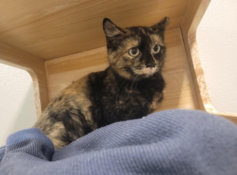 Enlarge Big Tort, a Adoptable Domestic Short Hair in Fort Collins, CO image 2/3