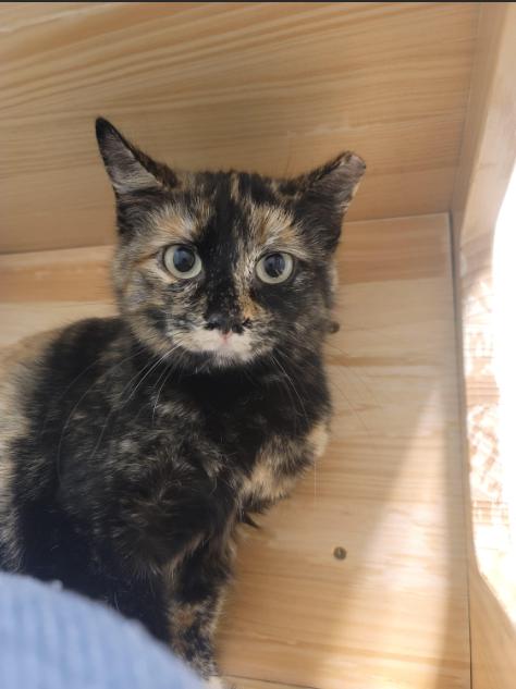 Enlarge Big Tort, a Adoptable Domestic Short Hair in Fort Collins, CO image 3/3