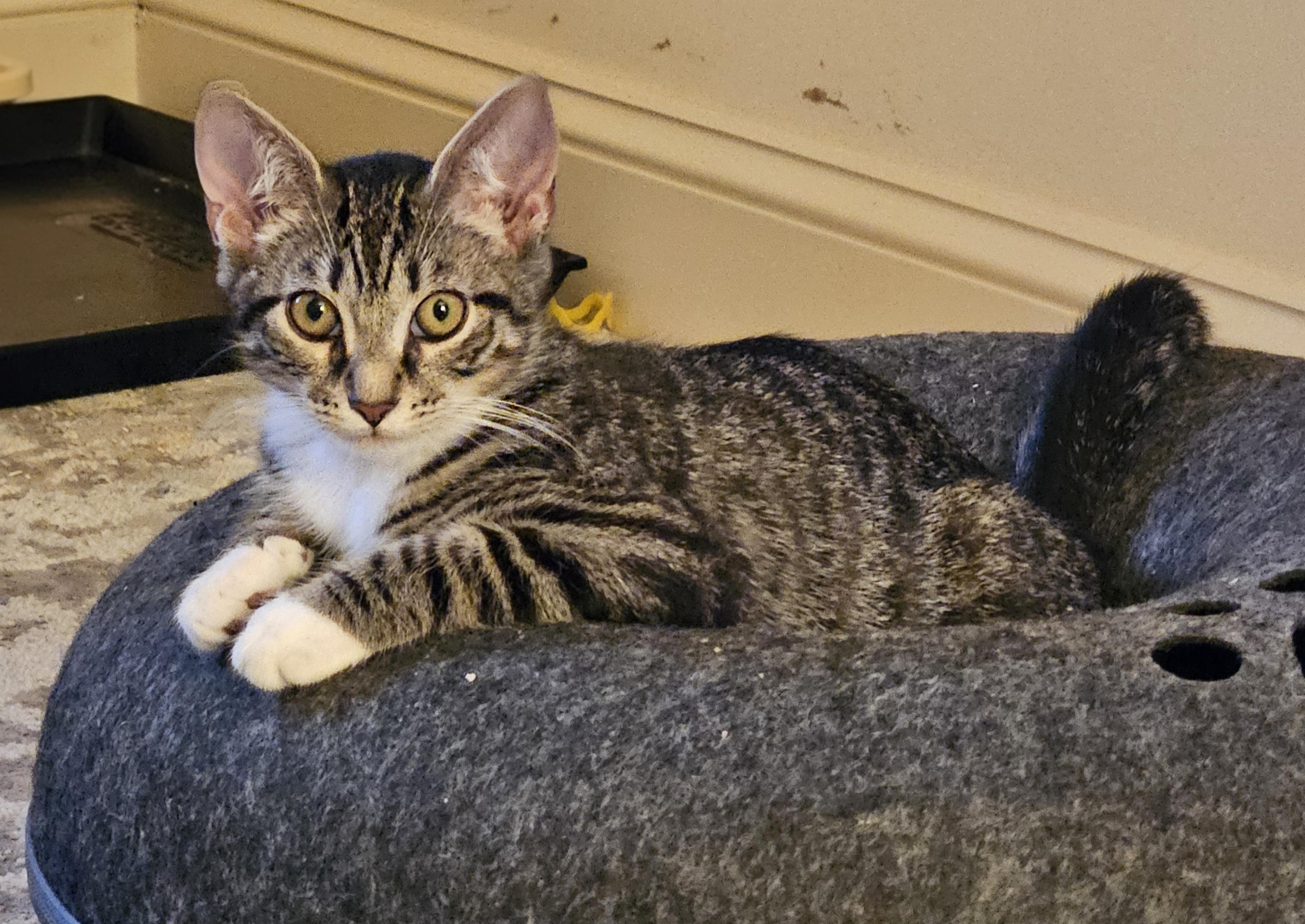Franklin, a ADOPTABLE Tabby in Frederick, MD image 2/4