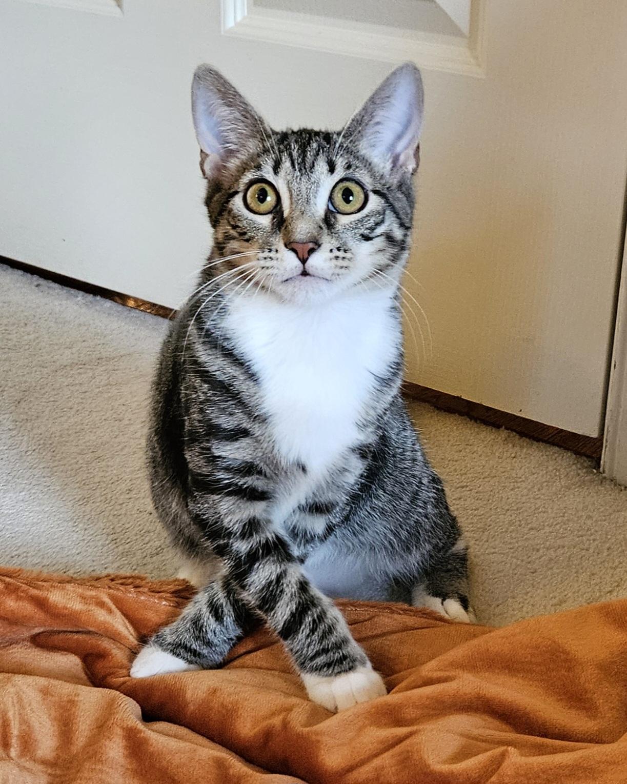 Franklin, a ADOPTABLE Tabby in Frederick, MD image 1/4