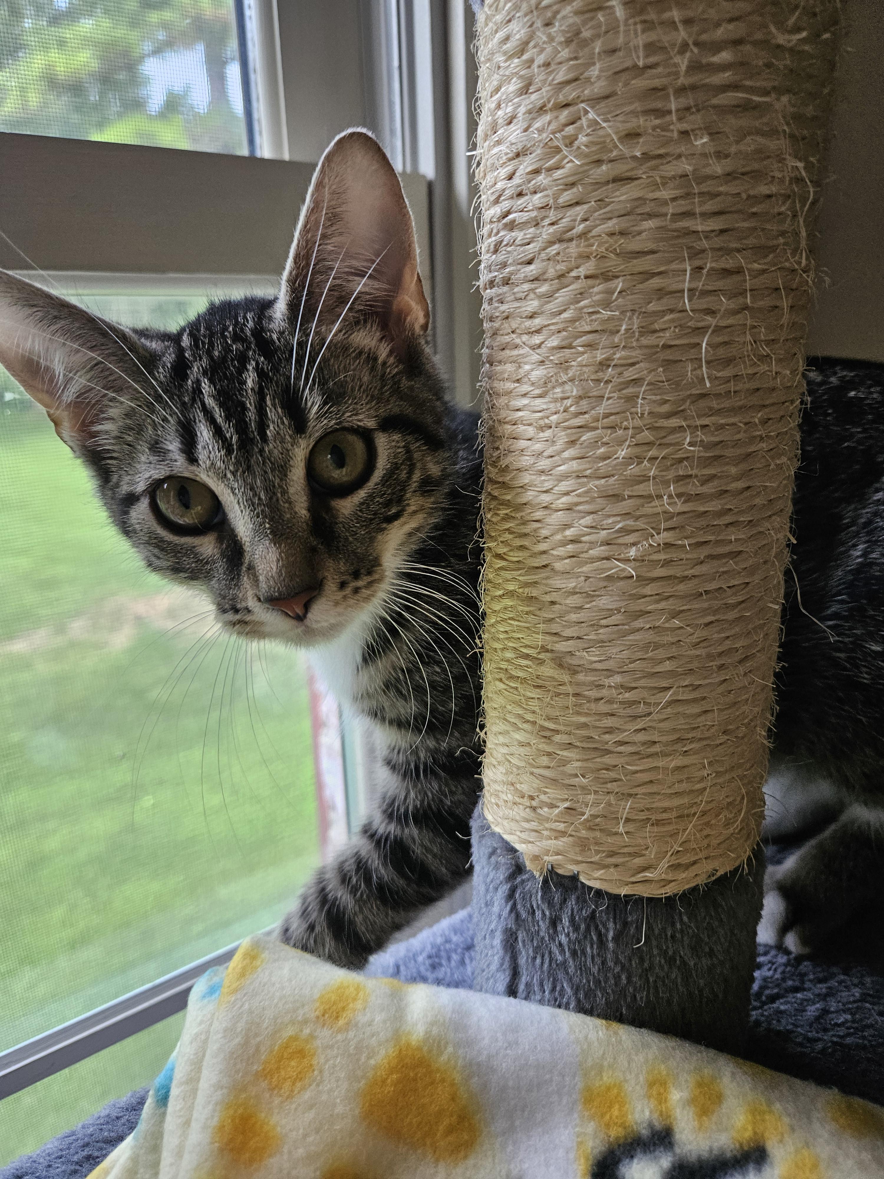 Franklin, a ADOPTABLE Tabby in Frederick, MD image 3/4