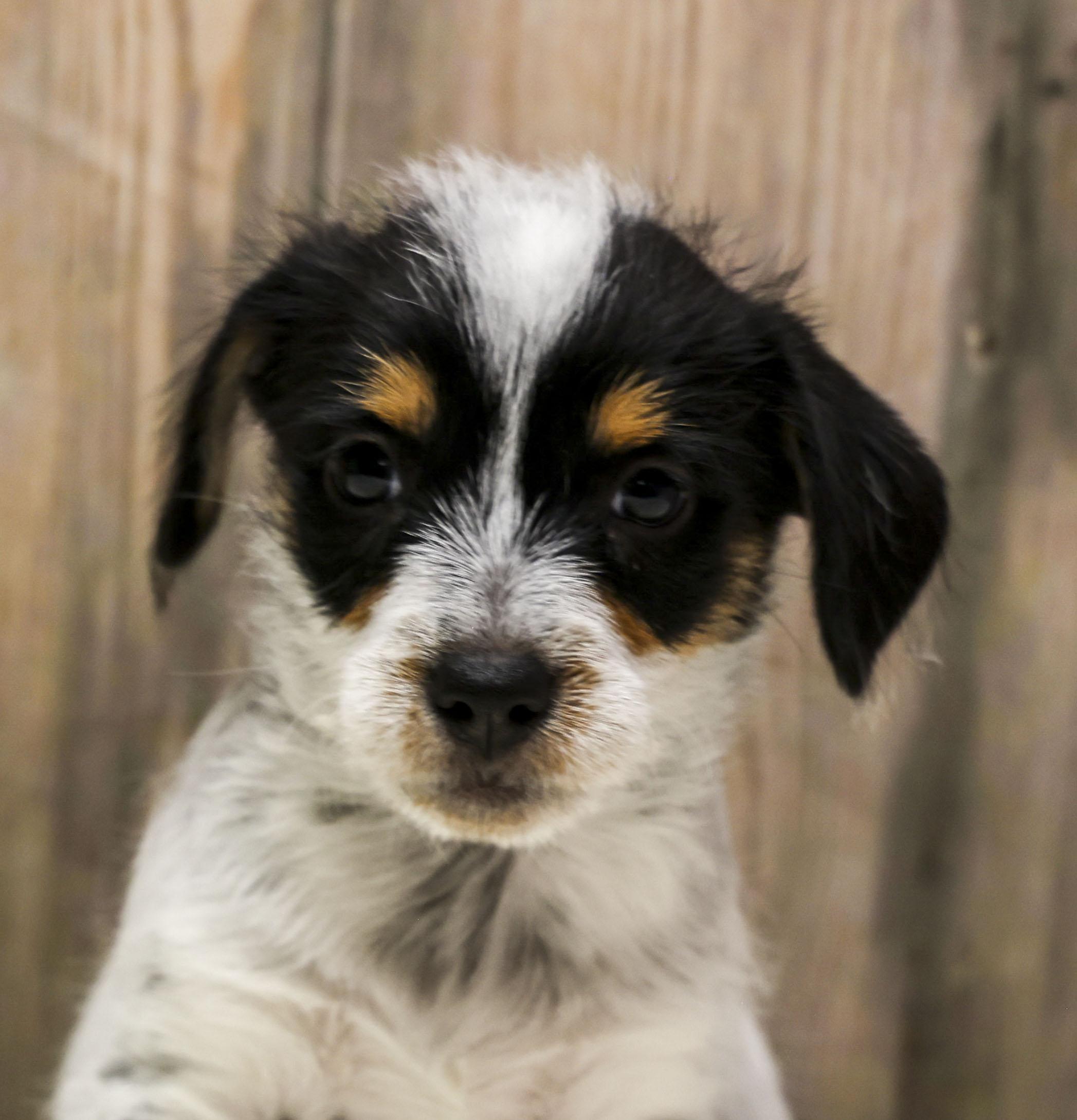 Enlarge Foster Puppy Luna, an adopted Wirehaired Terrier in Casa Grande, AZ image 5/6