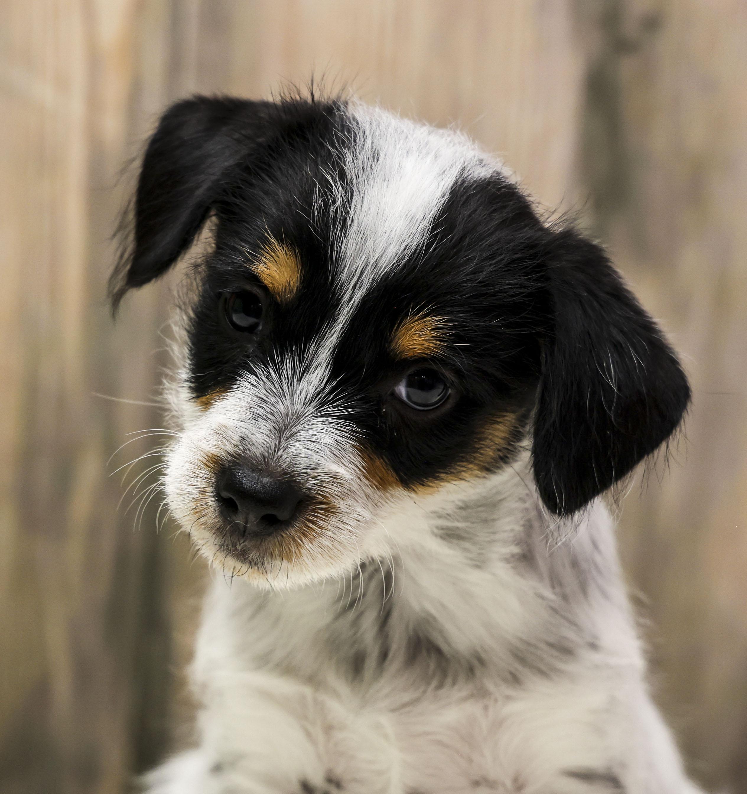 Enlarge Foster Puppy Luna, an adopted Wirehaired Terrier in Casa Grande, AZ image 4/6
