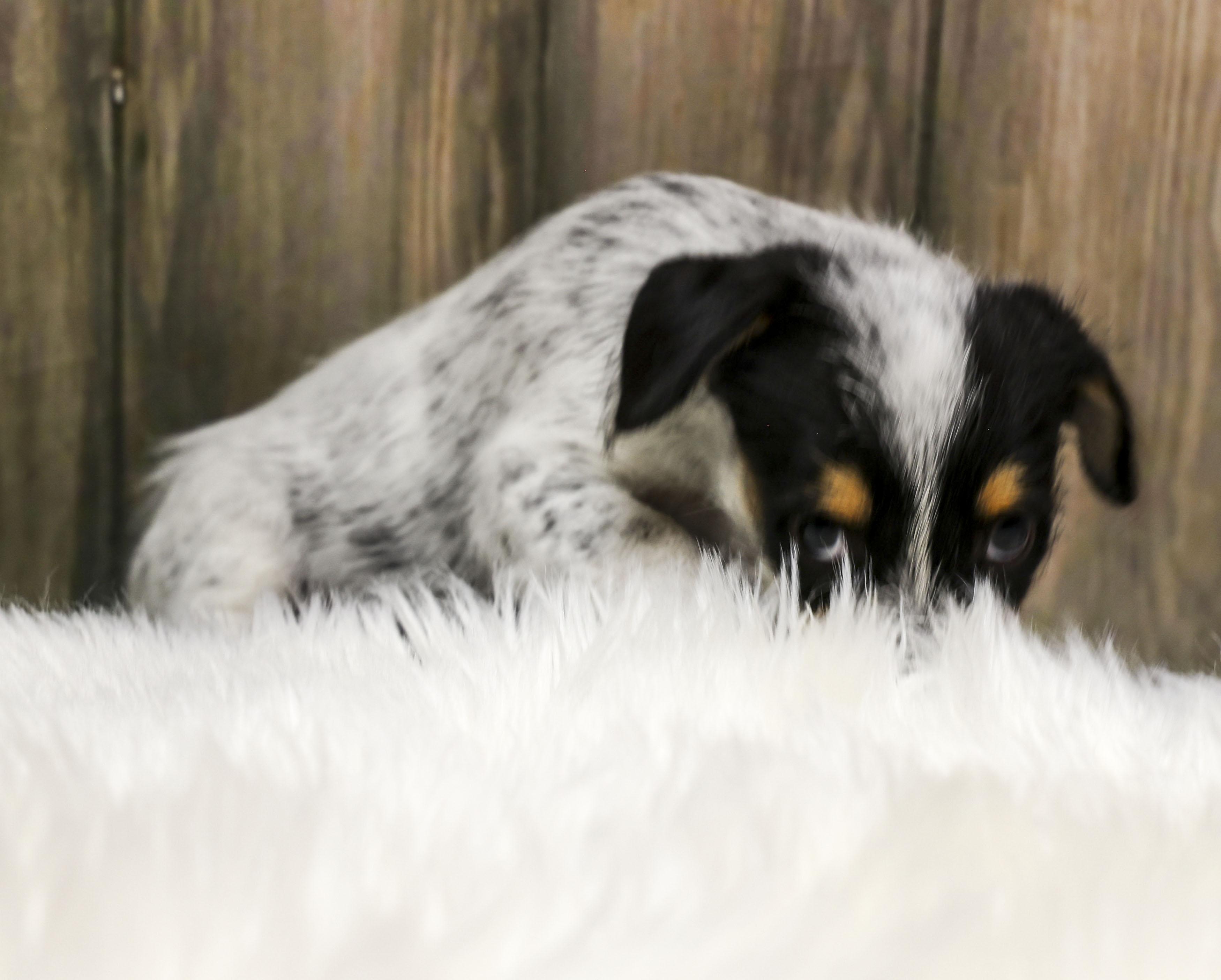 Enlarge Foster Puppy Luna, an adopted Wirehaired Terrier in Casa Grande, AZ image 3/6