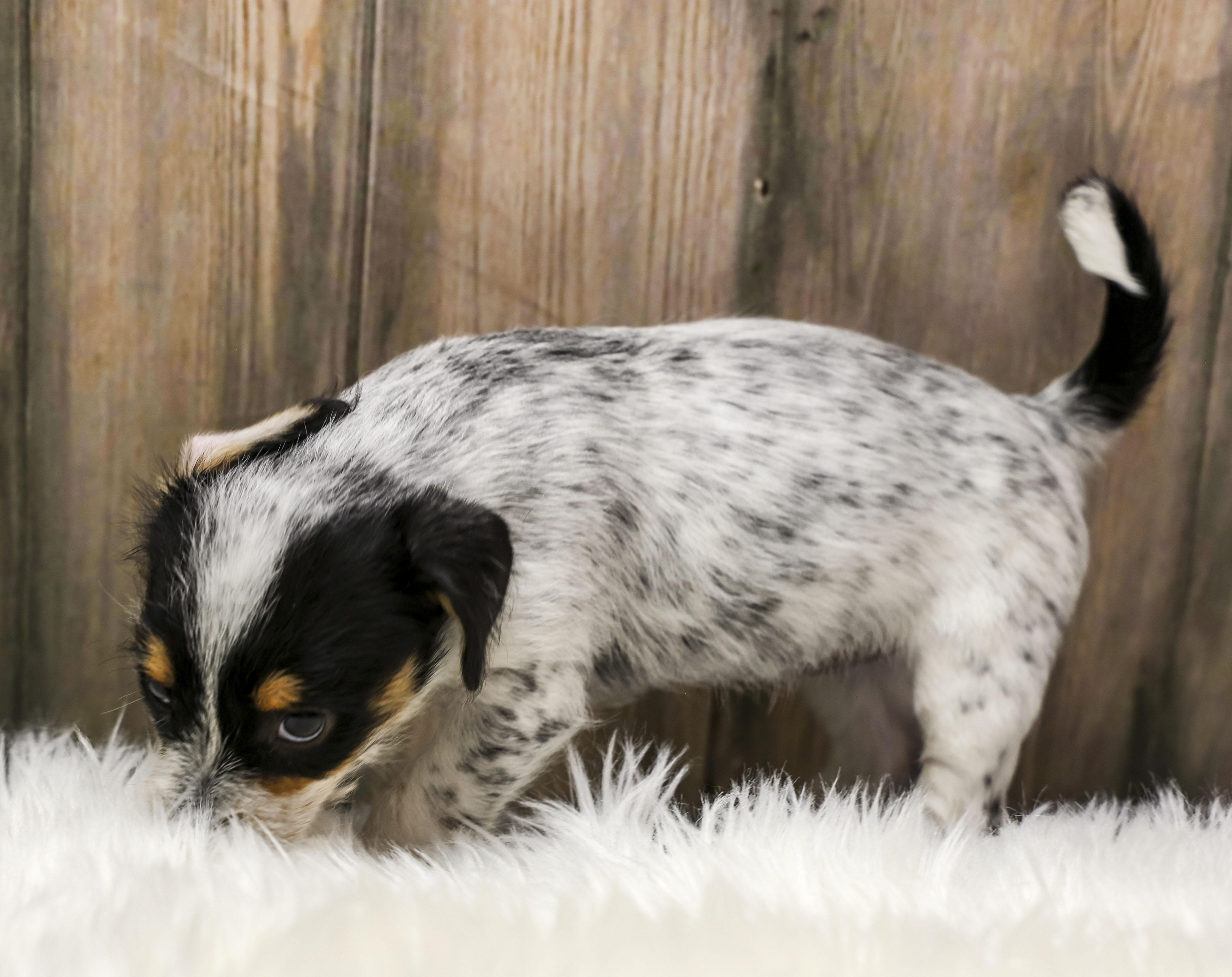 Enlarge Foster Puppy Luna, an adopted Wirehaired Terrier in Casa Grande, AZ image 2/6