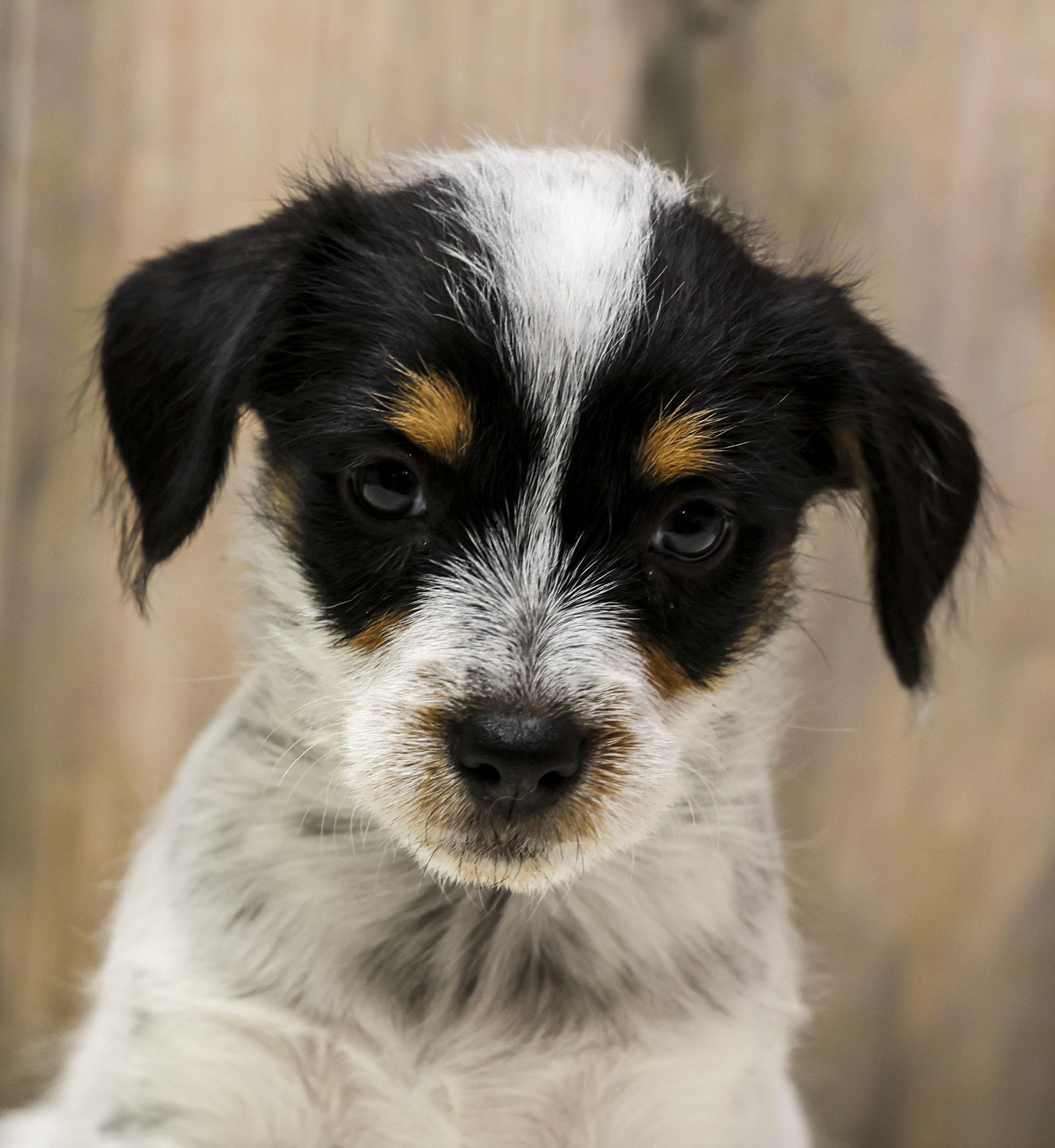 Enlarge Foster Puppy Luna, an adopted Wirehaired Terrier in Casa Grande, AZ image 1/6