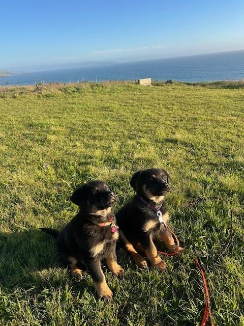 Enlarge Carlee aka Pink Flower Collar, a Adoptable mixed breed in Palo Alto, CA image 1/6