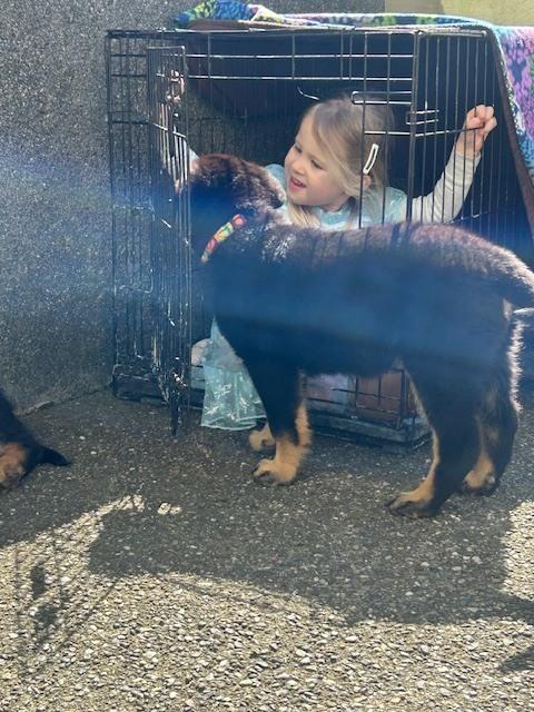 Enlarge Carlee aka Pink Flower Collar, a Adoptable mixed breed in Palo Alto, CA image 2/6