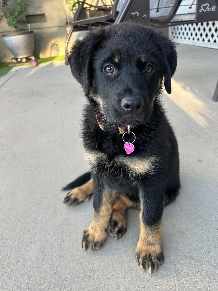 Enlarge Carlee aka Pink Flower Collar, a Adoptable mixed breed in Palo Alto, CA image 3/6