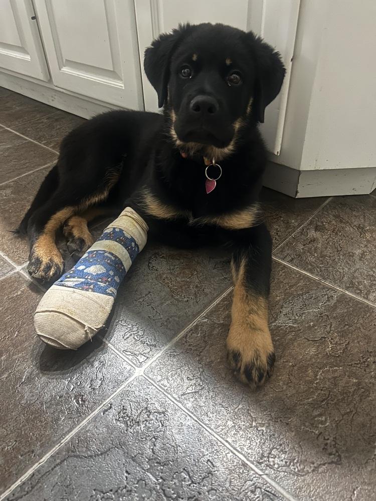 Enlarge Carlee aka Pink Flower Collar, a Adoptable mixed breed in Palo Alto, CA image 5/6