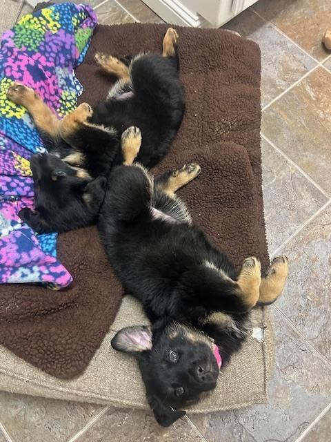 Enlarge Carlee aka Pink Flower Collar, a Adoptable mixed breed in Palo Alto, CA image 6/6
