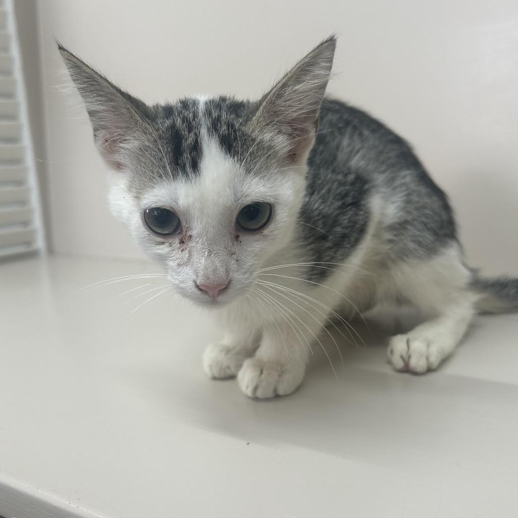Enlarge Feta, a Adoptable Domestic Short Hair in West Point, MS image 1/1