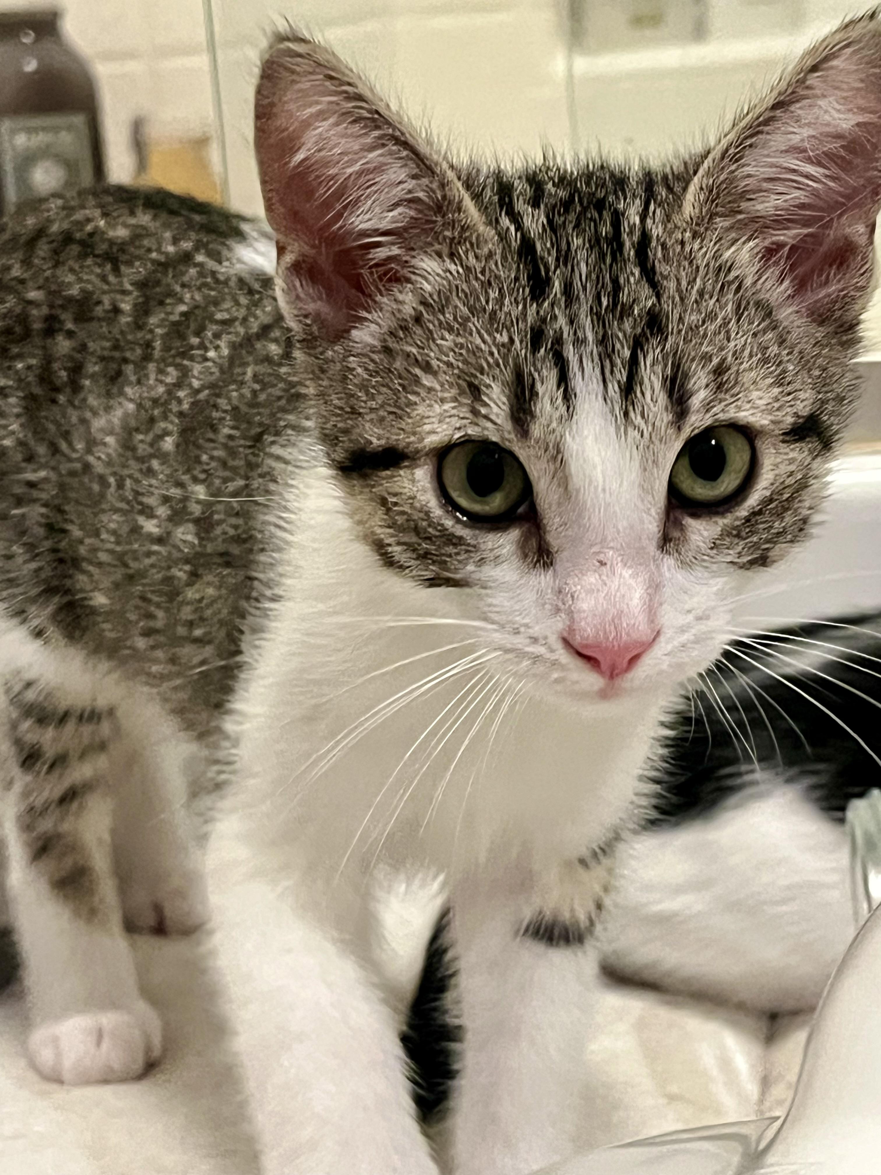 Enlarge Sebastian, an adopted Domestic Medium Hair in San Diego, CA image 1/4