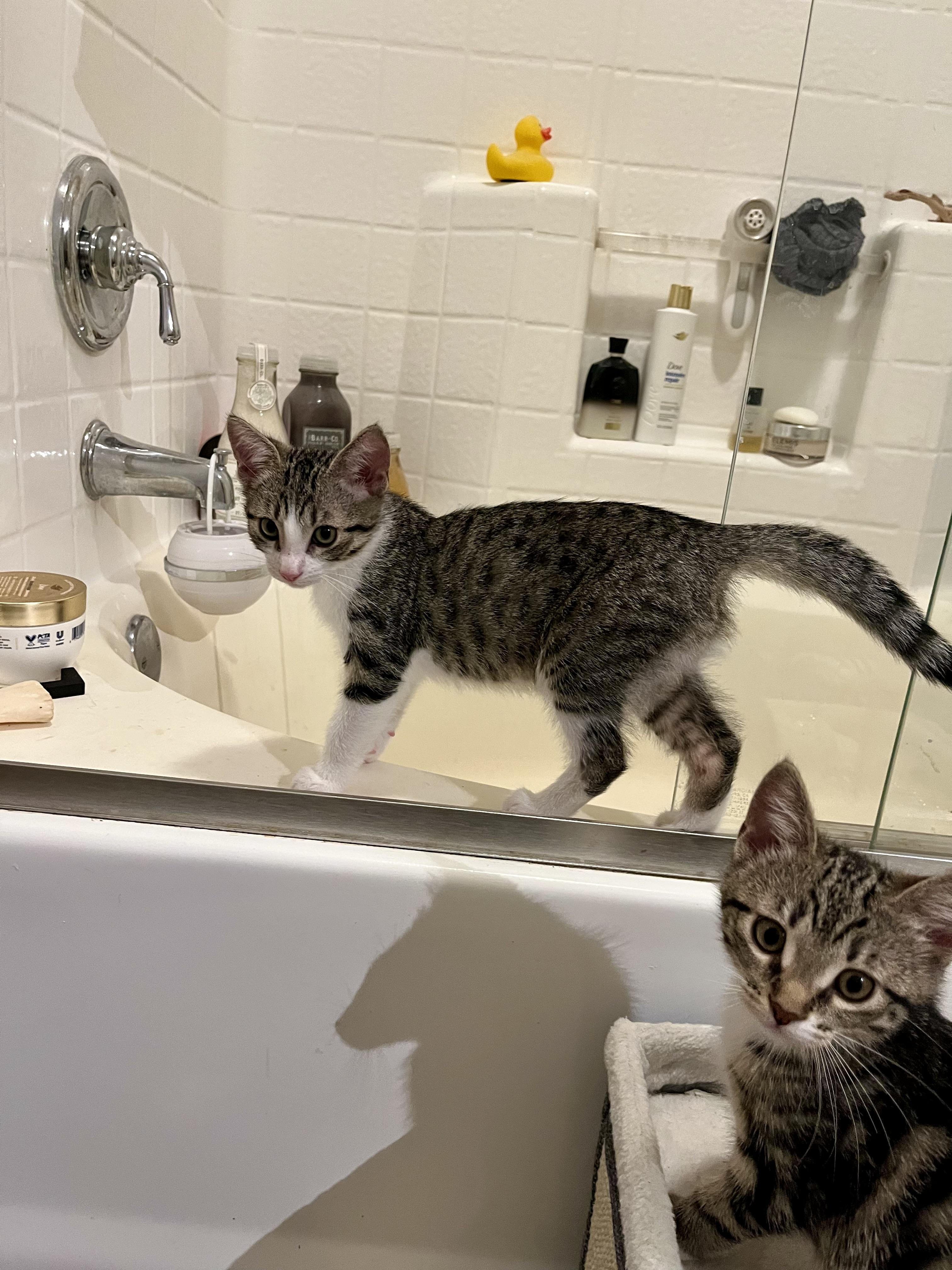 Enlarge Sebastian, an adopted Domestic Medium Hair in San Diego, CA image 3/4