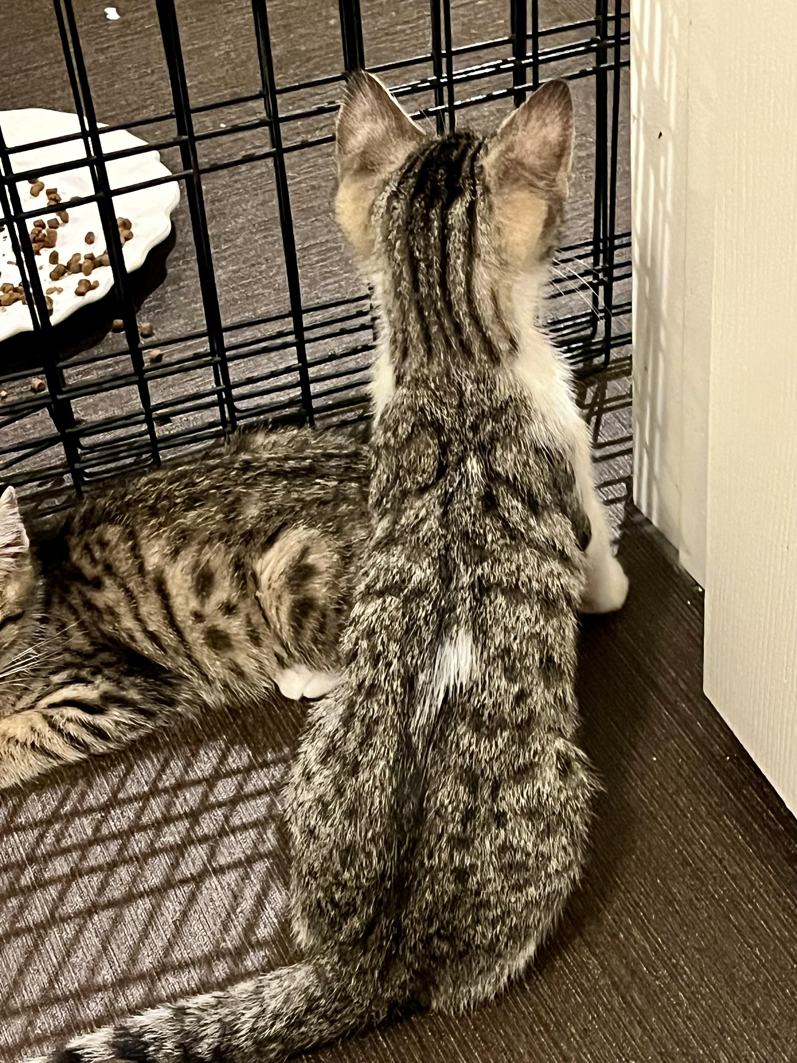 Enlarge Sebastian, an adopted Domestic Medium Hair in San Diego, CA image 4/4