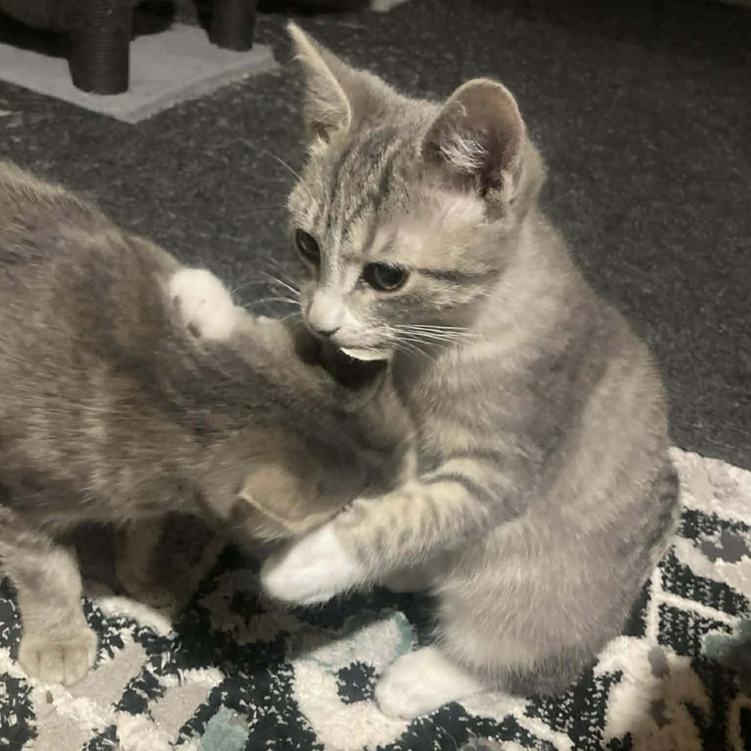 Enlarge Barley, an adopted Domestic Short Hair in Lake Orion, MI image 4/5