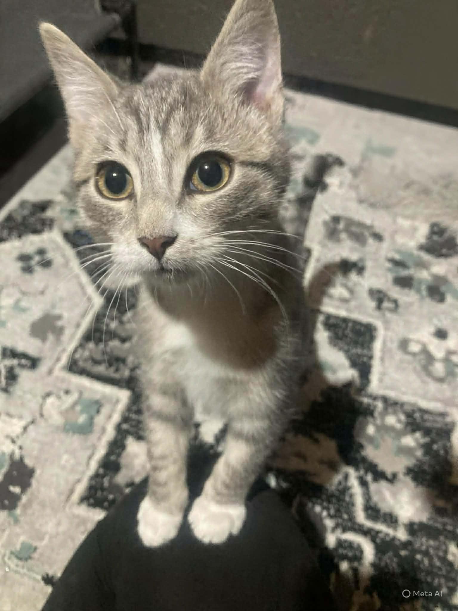 Enlarge Barley, an adopted Domestic Short Hair in Lake Orion, MI image 2/5